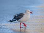 Dolphin gull on the beach of Saunders Island. South America, Falkland Islands. Art Print